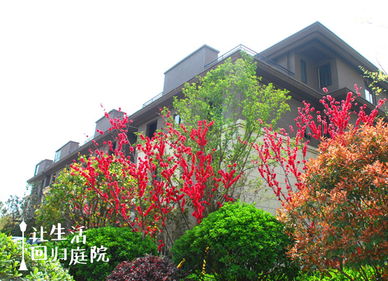 前后张望南阳50年：这样的庭院，，，，，，很难再有了！